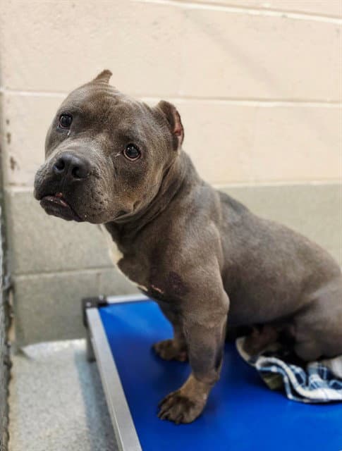 Calvin - American Pit Bull Terrier