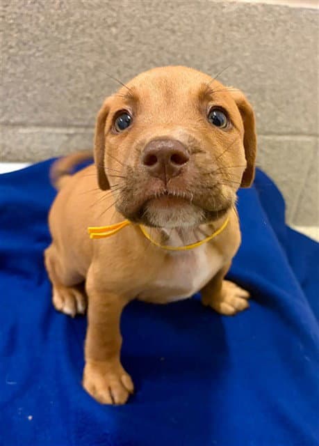 Mississippi - Pit Bull Terrier