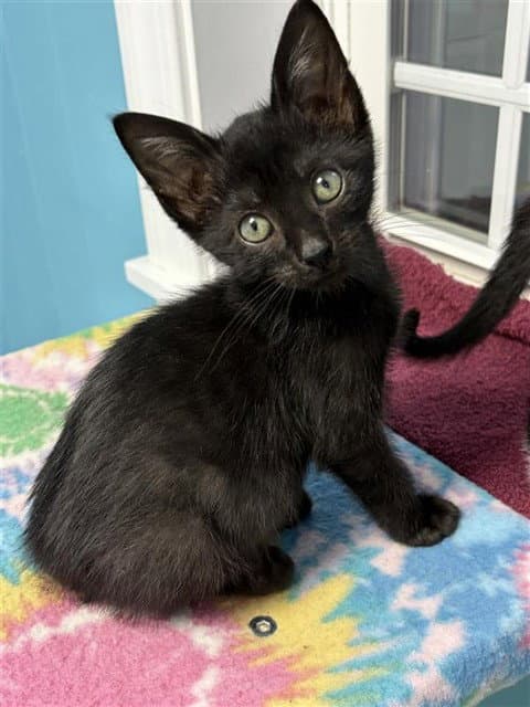 Nuggy - Domestic Short Hair