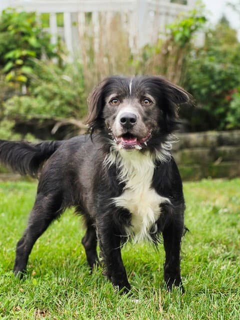 Gibson - Border Collie