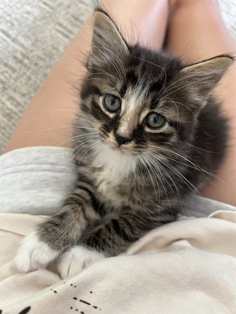 Mochi - Domestic Medium Hair