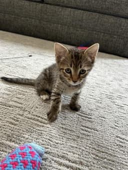 Nugget image 1