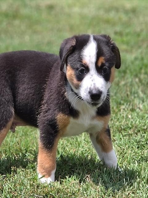 Snickers - Australian Cattle Dog/Blue Heeler
