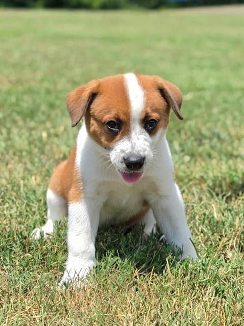 Opie - Australian Cattle Dog/Blue Heeler