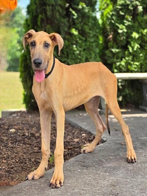 Clifford - Great Dane