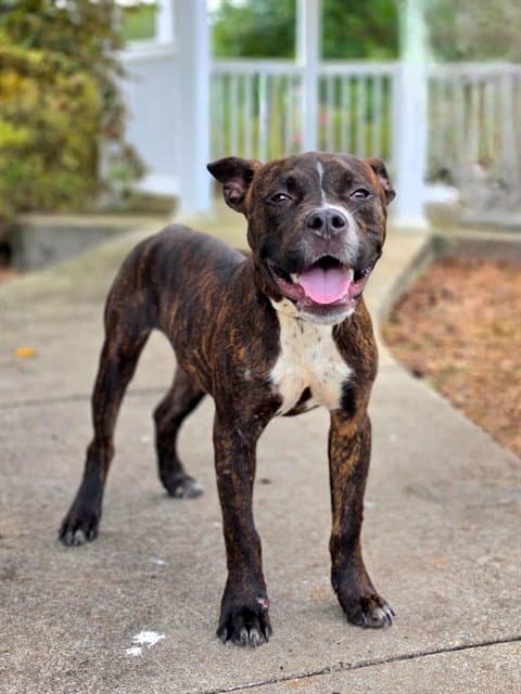 Hugo - Boxer