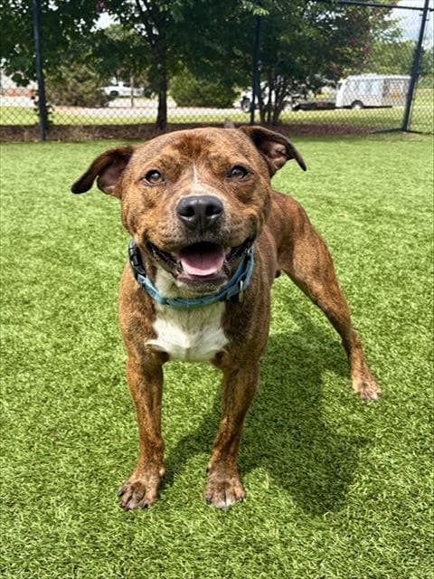 Gabe - Pit Bull Terrier