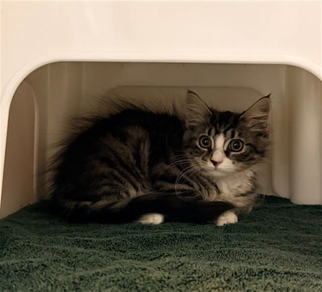 Buttered Noodles - Domestic Medium Hair