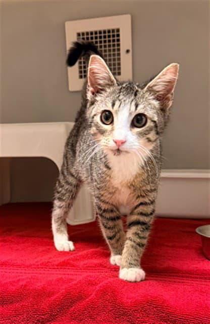 Enchilada - Domestic Short Hair