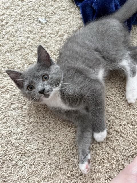 Leia