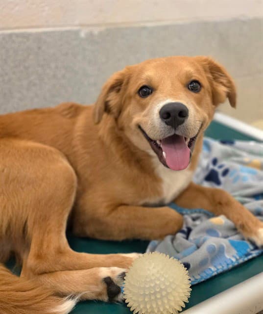 Carl - Labrador Retriever