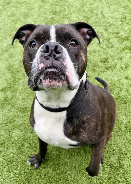 Norman - Pit Bull Terrier
