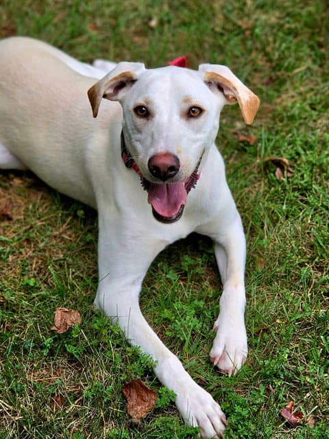 Riley - Labrador Retriever