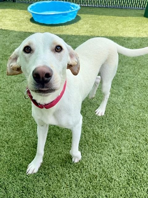 Riley - Labrador Retriever