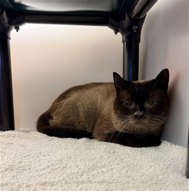 Toast - Siamese