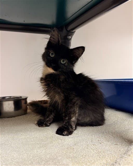 Nesquik - Domestic Medium Hair