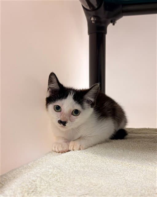 Tortilla Chip - Domestic Short Hair