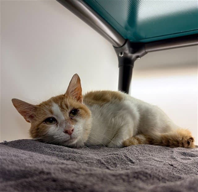 Jam - Domestic Short Hair
