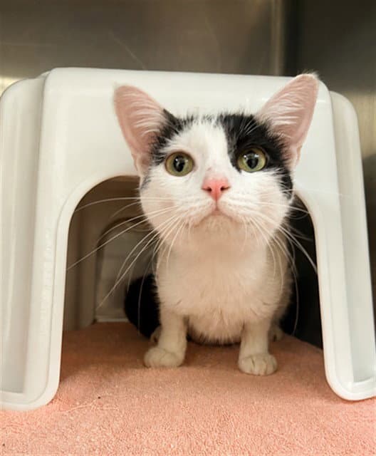 Celeste - Domestic Short Hair