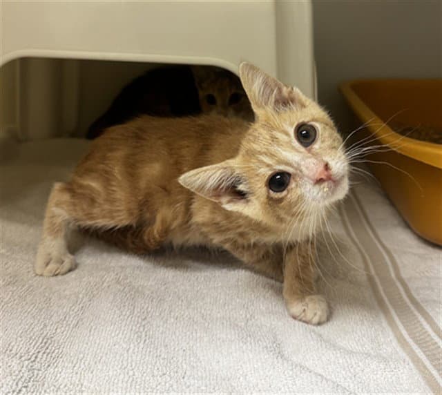 Peculiar Purple Pieman - Domestic Short Hair