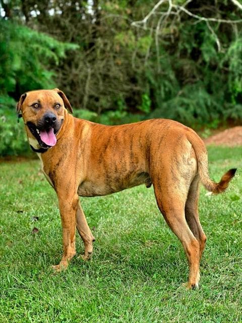 Rocky - Pit Bull Terrier