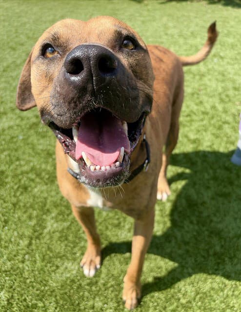 Rocky - Pit Bull Terrier