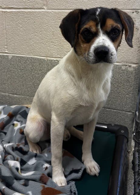Bingo - Beagle