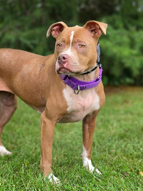 Antarctica - Pit Bull Terrier