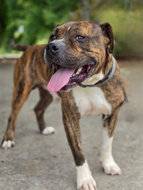 Davey - Pit Bull Terrier