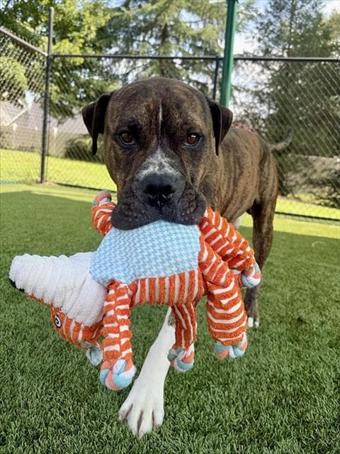 Davey - Pit Bull Terrier