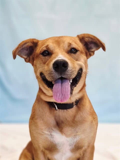 Glenn - Labrador Retriever