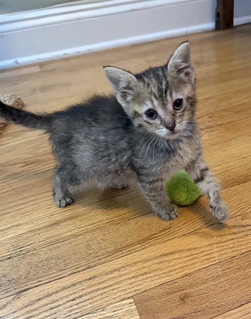 Honey - Domestic Short Hair