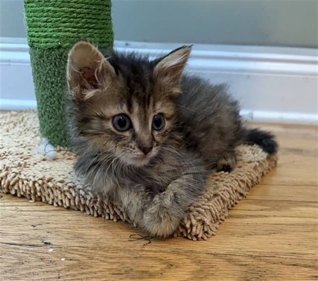 Peanut - Domestic Long Hair