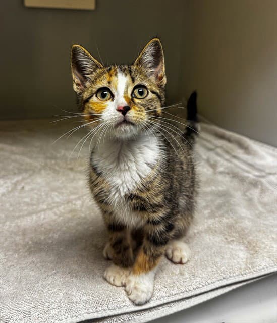 Siracha - Domestic Short Hair