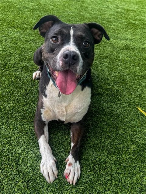 Smoke - Pit Bull Terrier