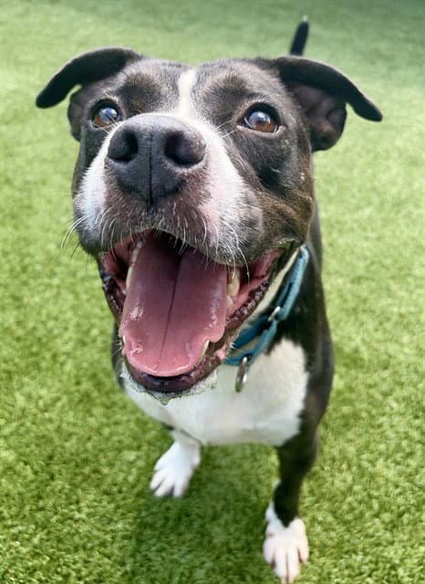 Smoke - Pit Bull Terrier