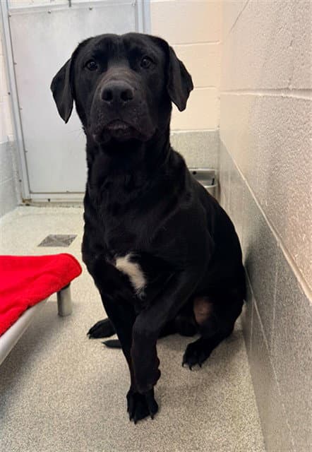 Harley - Labrador Retriever