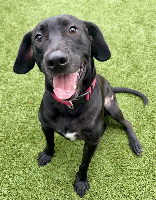 Harley - Labrador Retriever
