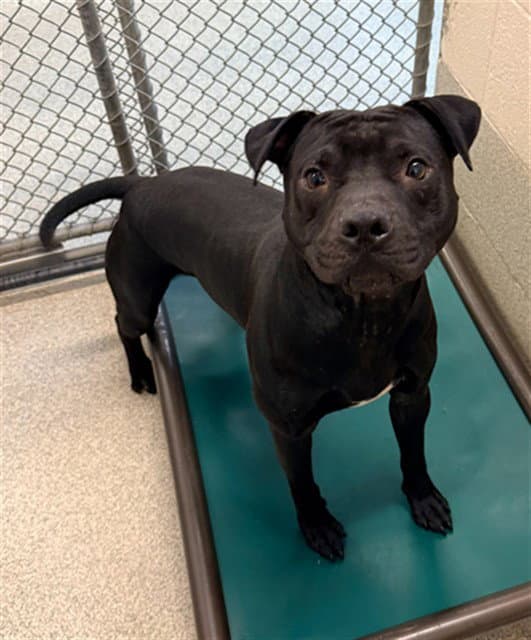 Jeremy - Pit Bull Terrier