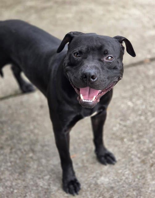 Jeremy - Pit Bull Terrier