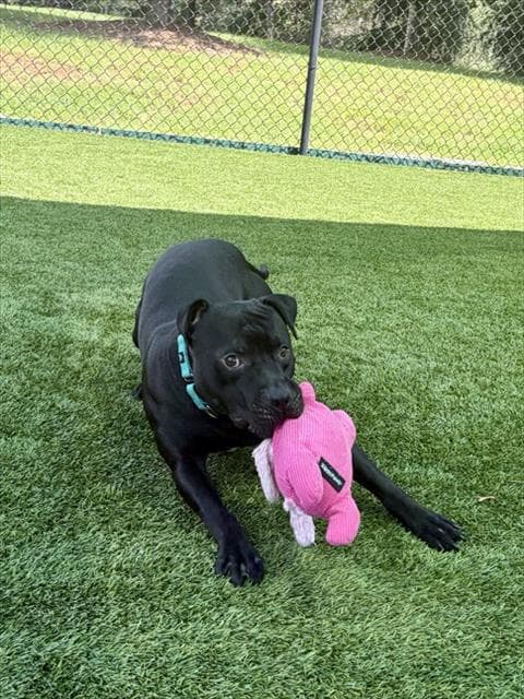 Jeremy - Pit Bull Terrier