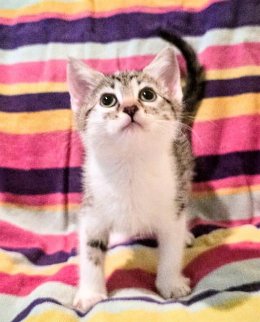 Panda - Domestic Short Hair
