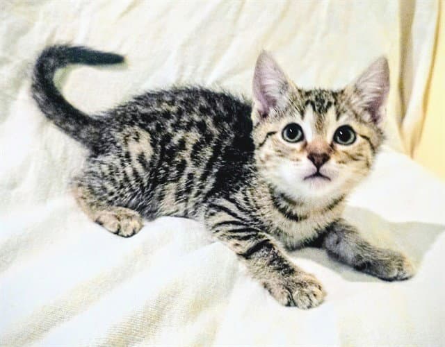 Kodiak - Domestic Short Hair