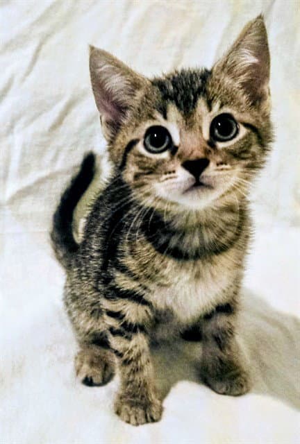 Grizzly - Domestic Short Hair