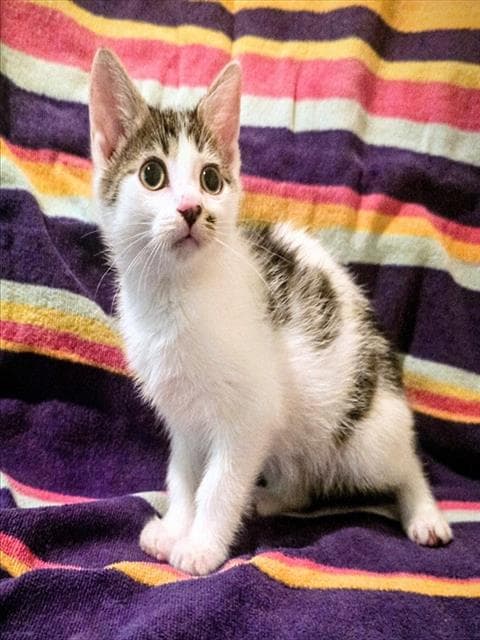 Koala - Domestic Short Hair