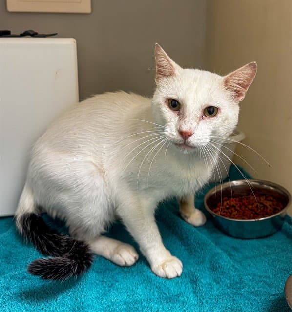 Freddie - Domestic Short Hair