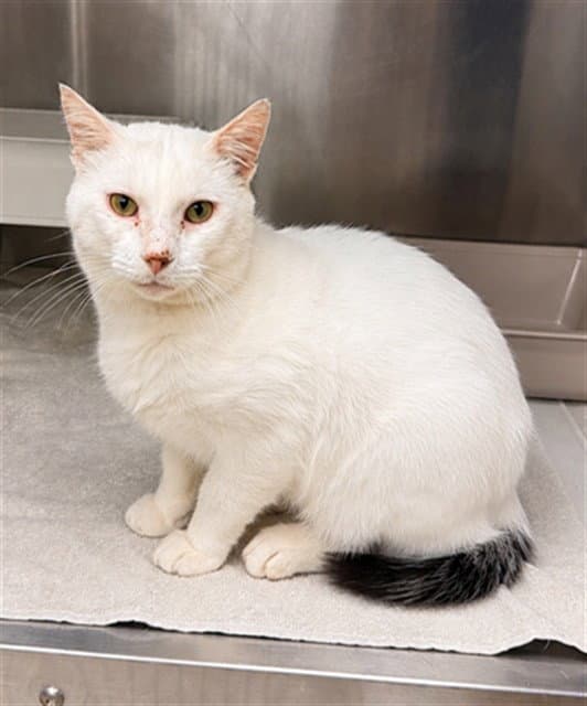 Freddie - Domestic Short Hair