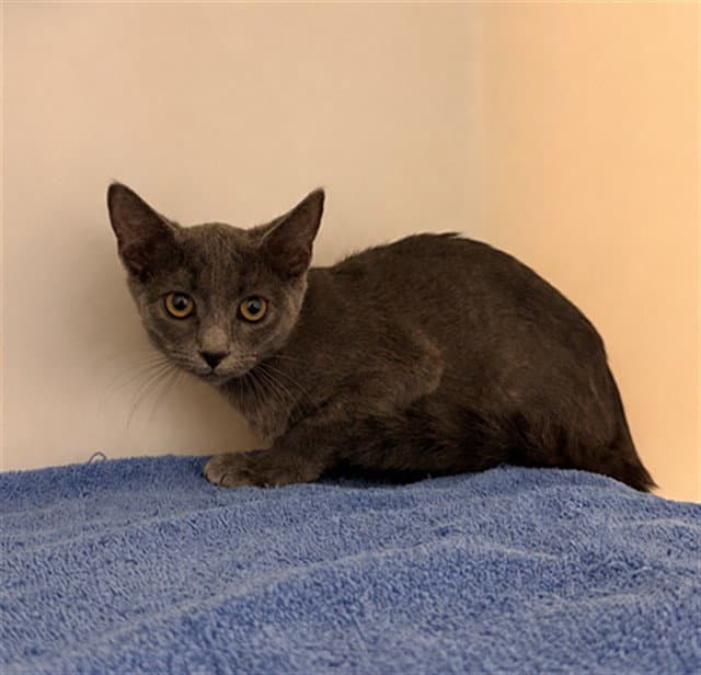 Saylee - Domestic Short Hair