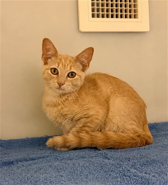 Walter - Domestic Short Hair