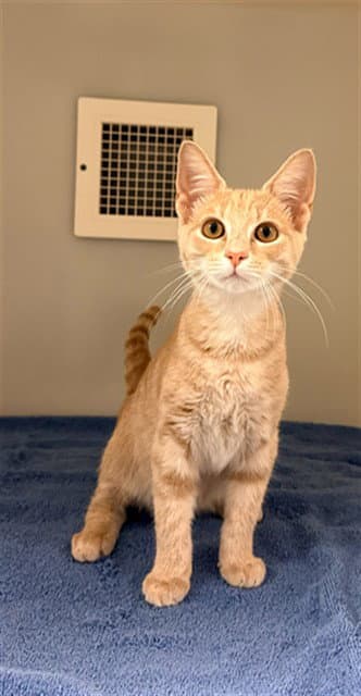 Alfie - Domestic Short Hair